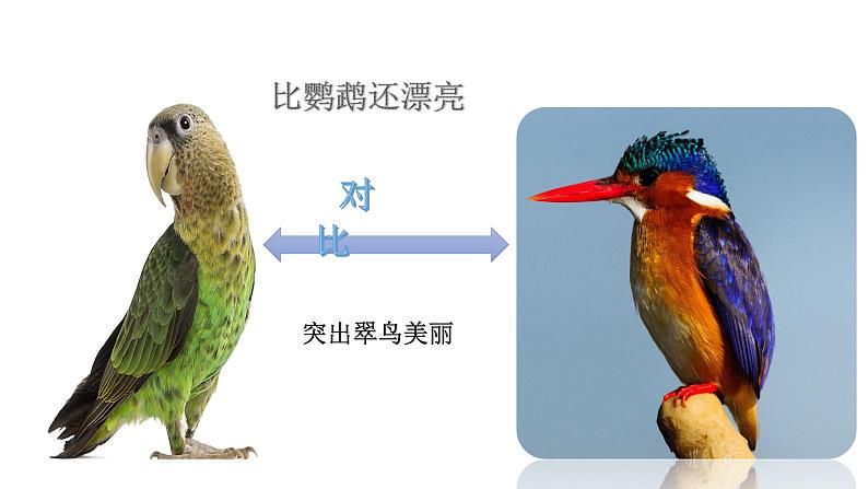 《15.搭船的鸟》课件-2023-2024学年三年级语文上册（统编版）第6页