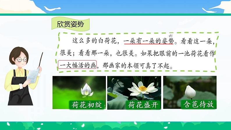 【核心素养】部编版小学语文 三年级下册3.荷花 第二课时 课件+教案（含教学反思）05