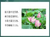 人教部編版語(yǔ)文三年級(jí)下冊(cè) 第3課《荷花》第一課時(shí) 課件