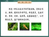 人教部編版語文三年級下冊 第15課《小蝦》課件