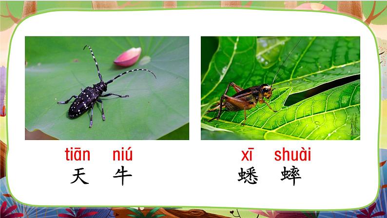 【核心素养】部编版语文二下  11《我是一只小虫子》课件+教案+音视频素材05
