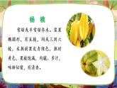 【核心素養(yǎng)】部編版語文二下 13《畫楊桃》課件+教案+音視頻素材