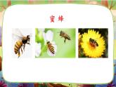 【核心素养】部编版语文三下 14《蜜蜂》课件+教案+音视频素材