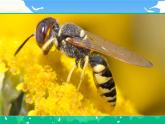 【核心素养】部编版小学语文 三年级下册14蜜蜂课件＋教案（含教学反思）pptx