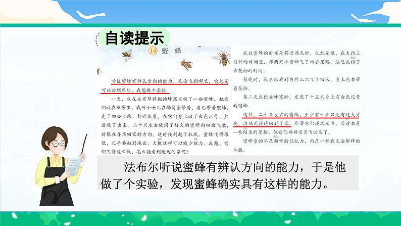 【核心素养】部编版小学语文 三年级下册14蜜蜂课件＋教案（含教学反思）pptx08