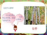 【核心素養(yǎng)】部編版語文四下 11《白樺》課件+教案+音視頻素材