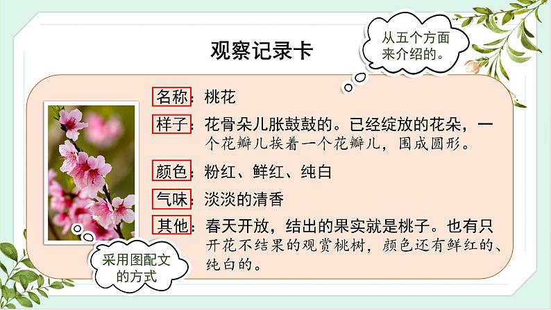 【新课标】部编版语文三下 《习作一：我的植物朋友》课件+教案+任务单08