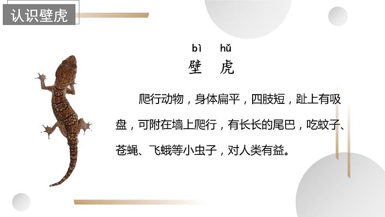 【新课标】部编版语文一下 20《小壁虎借尾巴》课件+教案+分层作业+任务单+课文朗读03