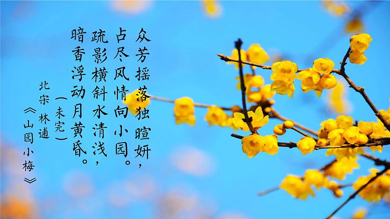 4《梅花魂》课件+朗读+练习（部编版语文五下）06