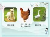 四年级语文下册上课课件 第四单元 习作：我的动物朋友第一课时