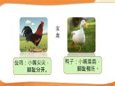 部缟1语下 第3单元 4.《小公鸡和小鸭子》 PPT课件+教案