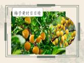 部編版語(yǔ)文三年級(jí)下冊(cè)1.古詩(shī)三首三衢道中課件