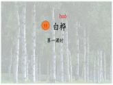 11《11 白樺》第一課時(shí)課件PPT