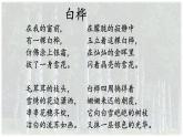 11《11 白樺》第二課時(shí)課件PPT