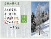 11《11 白樺》第二課時(shí)課件PPT