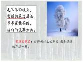 11《11 白樺》第二課時(shí)課件PPT