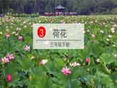 三年級(jí)語文下冊(cè)第一單元3荷花教學(xué)課件