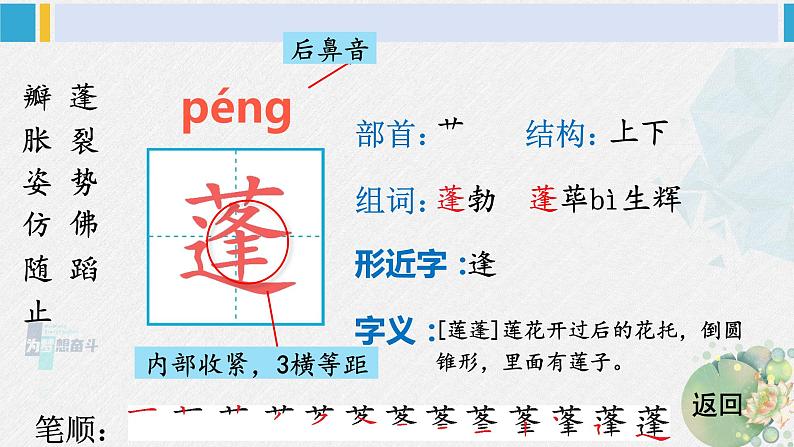 三年级语文生字笔顺 3 荷花（教学课件）04