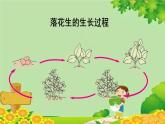 统编版语文五年级上册 2.落花生课件