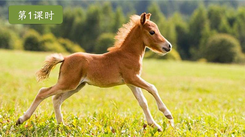 14 小马过河 课件第2页