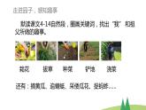 统编版语文五年级下册《2.祖父的园子》第二课时（课件）