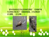 统编版语文五年级下册 23.童年的发现课件