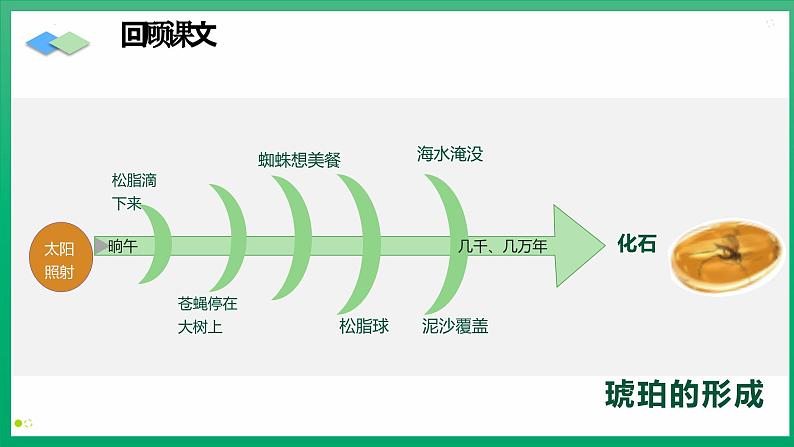 部编版语文四年级下册 第5课《琥珀》（第二课时） 同步课件第3页