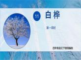 部编版语文四年级下册 第11课《白桦》（第一课时） 同步课件+同步教案
