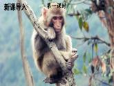 统编版语文一年级下册18 小猴子下山 课件