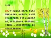 统编版语文四年级下册 11 白桦课件