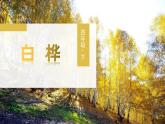 白桦PPT课件8