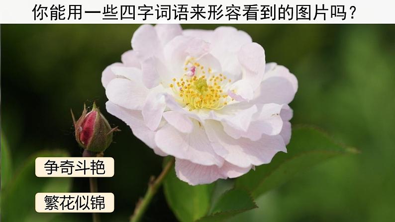 花钟  课件第3页