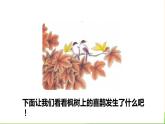 枫树上的喜鹊PPT课件8