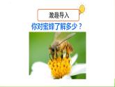 蜜蜂PPT课件8
