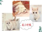 猫PPT课件5