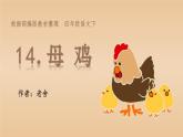 母鸡PPT课件5