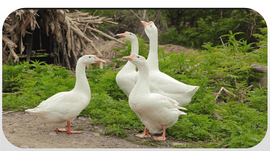 人教部编版四年级下册白鹅图片课件ppt