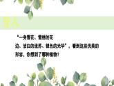 统编版语文四年级下册11《白桦》课件