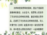 统编版语文四年级下册11《白桦》课件