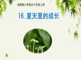 夏天里的成长 课件 小学语文统编版六年级上册