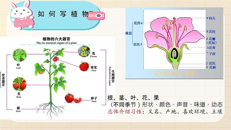 【课件】第一单元习作：我的植物朋友（技法+范文+素材）08