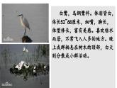 部编版小学语文五年级上册第一单元第一课《白鹭》PPT课件 （第一课时）