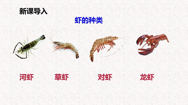 第15课 《小虾》（教学课件）-2023-2024学年三年级语文下册同步精品课堂系列（统编版·五四制）04