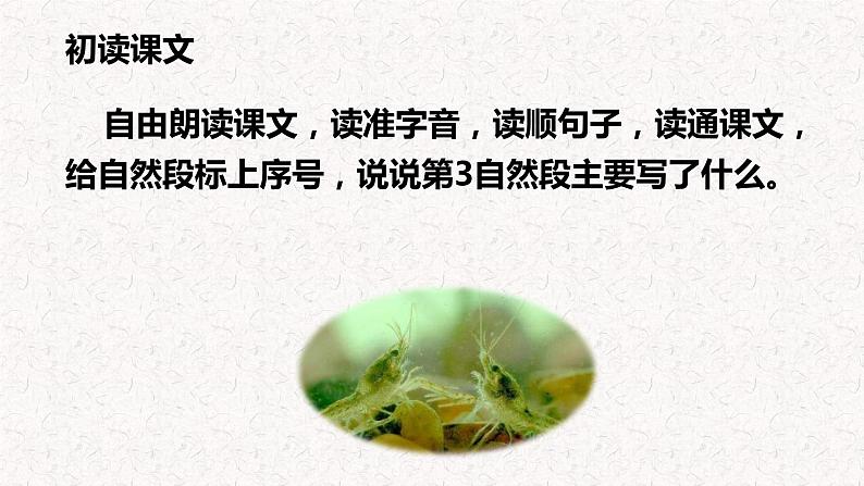 第15课 《小虾》（教学课件）-2023-2024学年三年级语文下册同步精品课堂系列（统编版·五四制）05