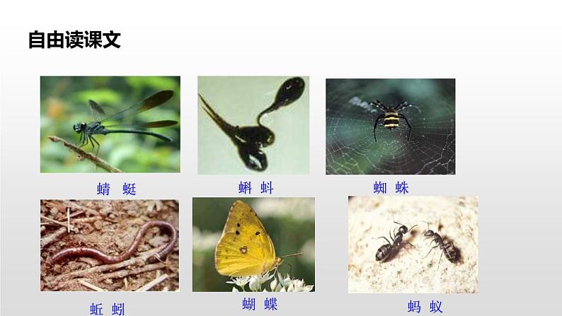 动物儿歌PPT课件5第5页