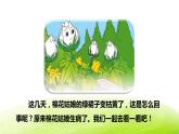 棉花姑娘PP学课件4