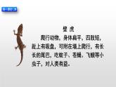 小壁虎借尾巴PPT课件8