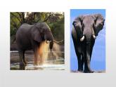 大象的耳朵PPT课件1