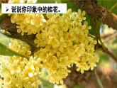 3 桂花雨（课件）2023-2024学年统编版语文五年级上册
