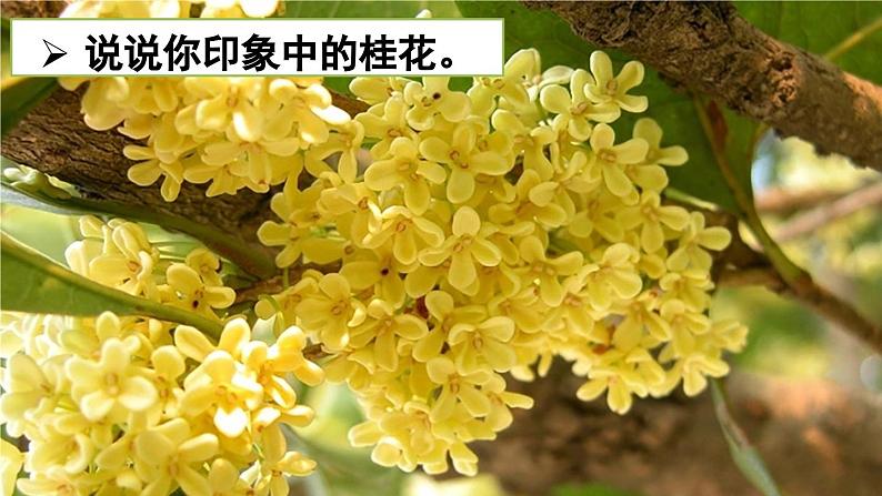 3 桂花雨（课件）2023-2024学年统编版语文五年级上册第1页